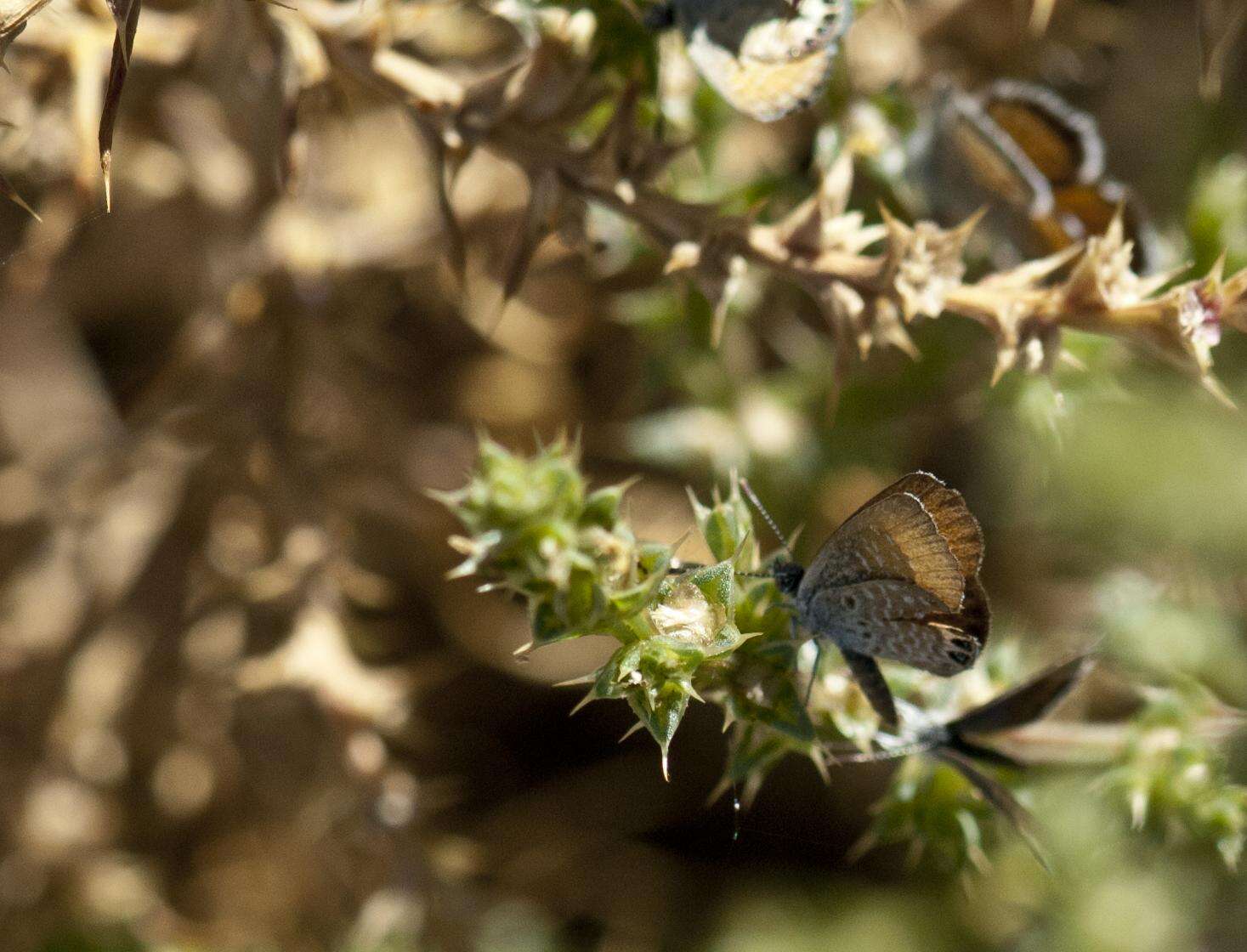 Image of Western pygmy blue