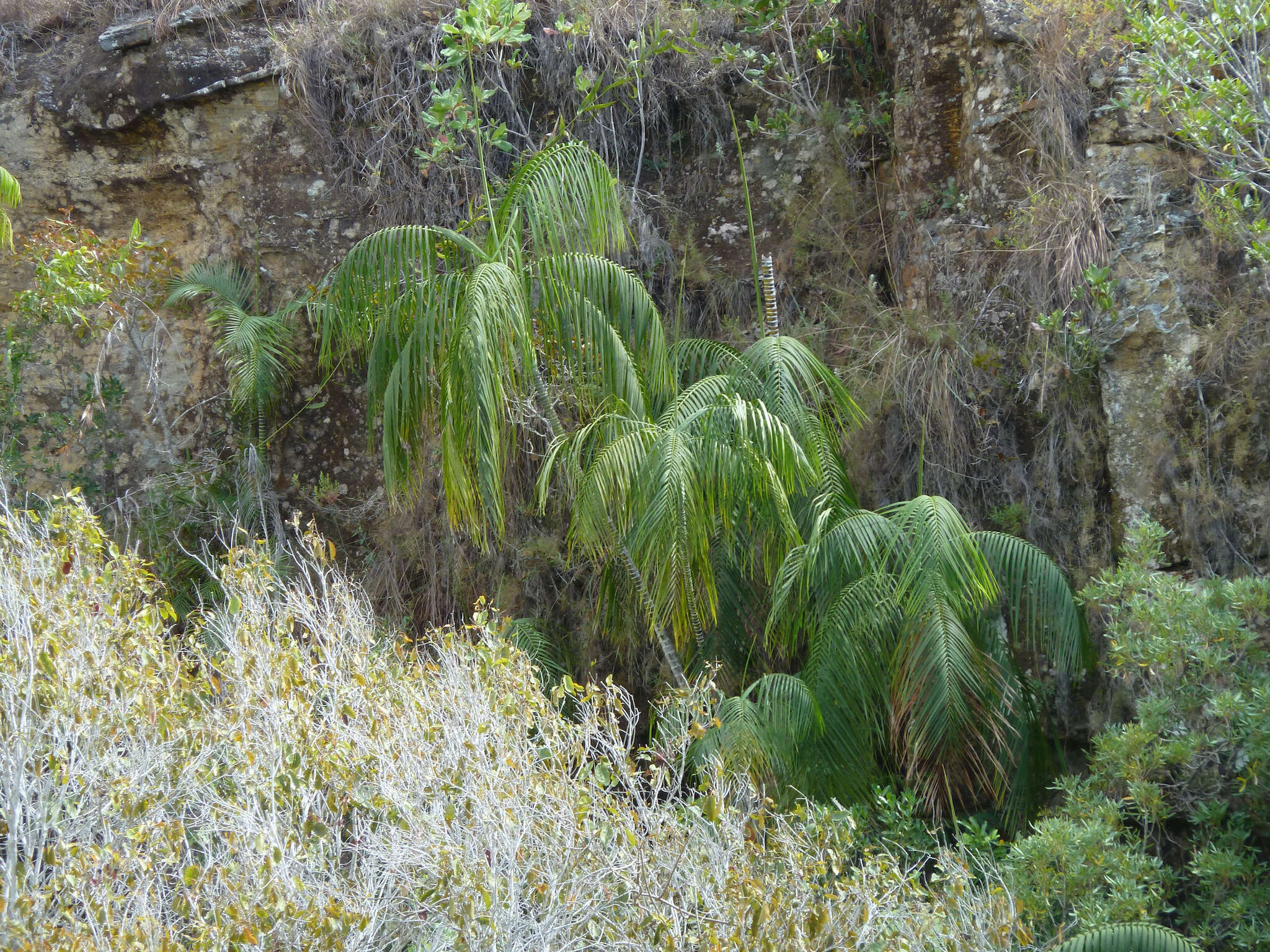 Image de Dypsis onilahensis (Jum. & H. Perrier) Beentje & J. Dransf.