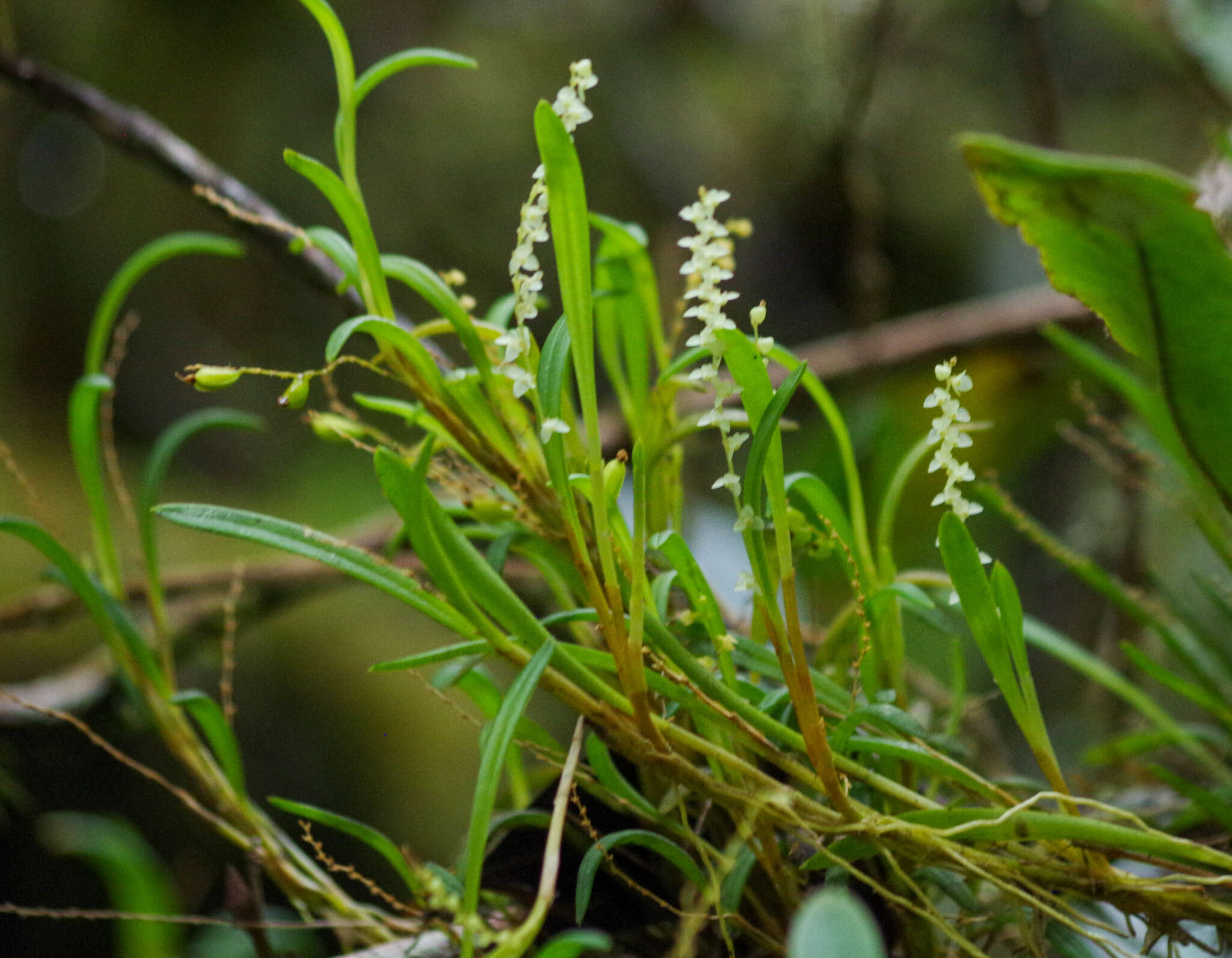 Image of Stelis pusilla Kunth