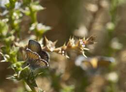 Image of Western pygmy blue