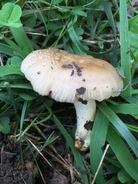 Image of Russula pulverulenta Peck 1902