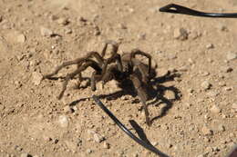 Image of Aphonopelma