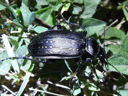 Image of Black Caterpillar Hunter