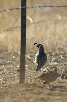 Image of Callipepla Wagler 1832