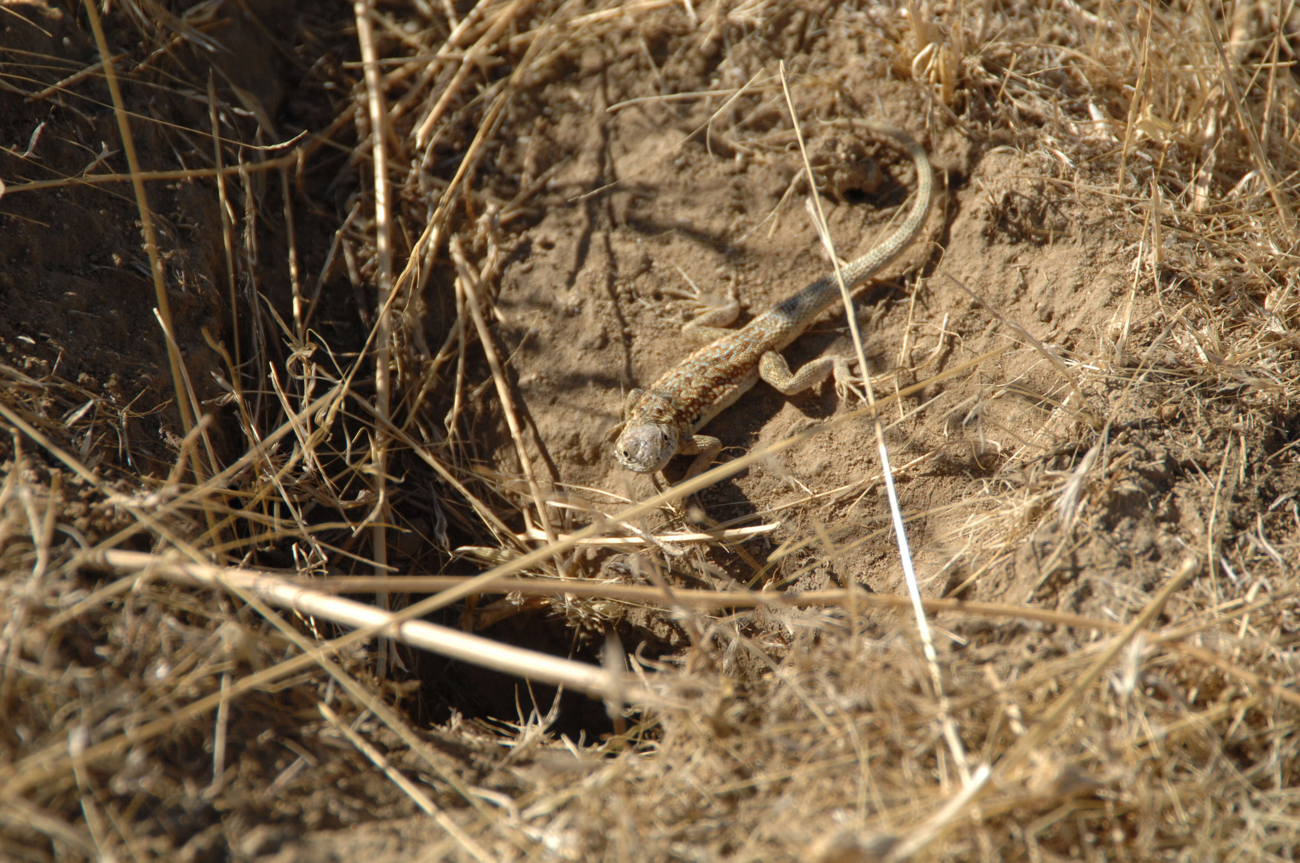 Image of common side-blotched lizard