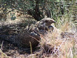 Image of Gunnison sage-grouse; greater sage-grouse