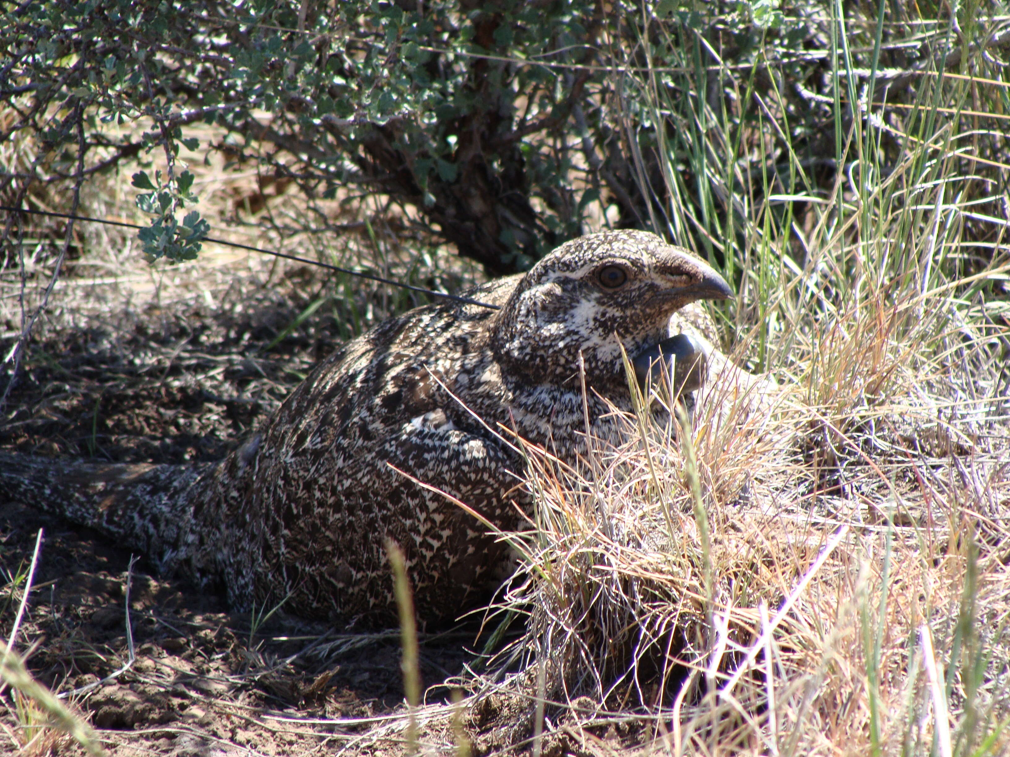 Image of Gunnison sage-grouse; greater sage-grouse