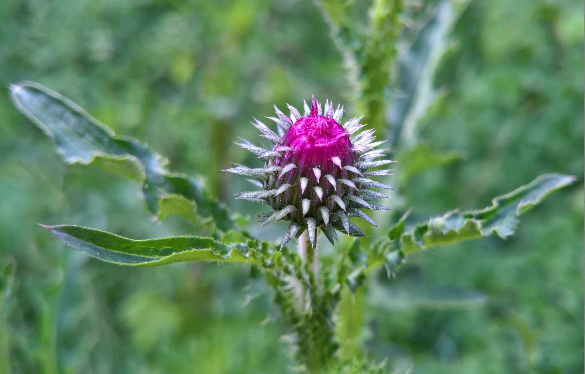 Image of Carduus crispus subsp. crispus