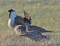 Image of Gunnison sage-grouse; greater sage-grouse