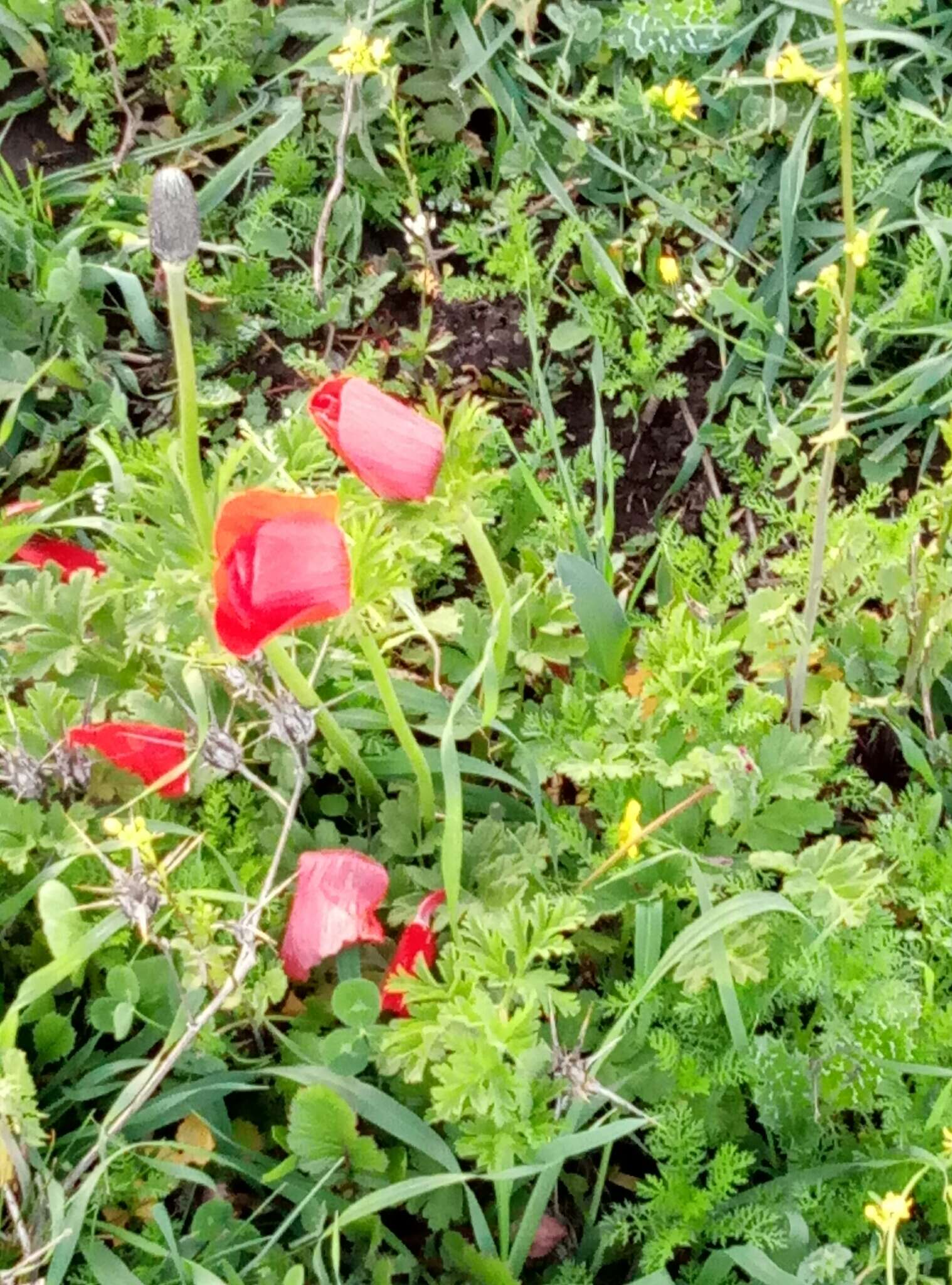 Imagem de Anemone coronaria L.