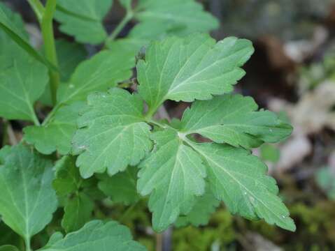 Imagem de Cardamine appendiculata Franch. & Sav.