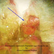 Image of Diasemiopsis ramburialis Duponchel 1834