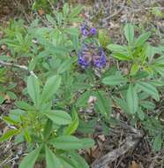 Image of largebract Indian breadroot