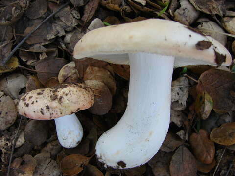 Plancia ëd Russula maculata Quél. 1878