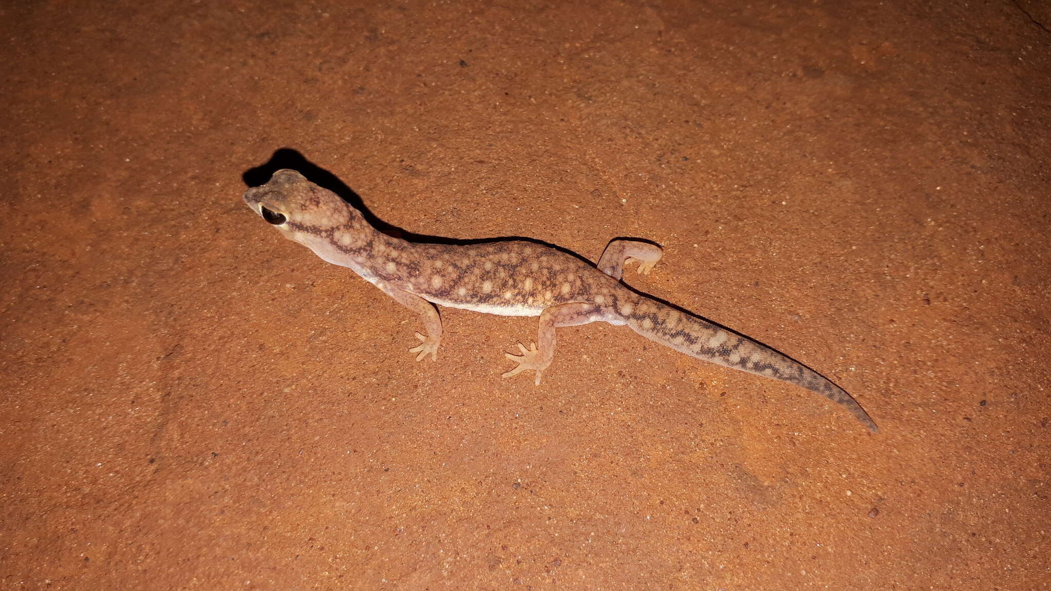 Image of Beaked Gecko