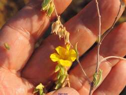 Image of Helianthemum syriacum (Jacq.) Dum.-Courset