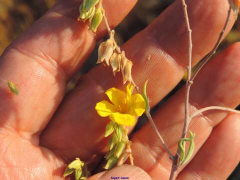 Helianthemum syriacum (Jacq.) Dum.-Courset resmi