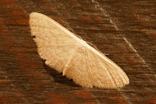 Image of Idaea dolichopis Turner 1908