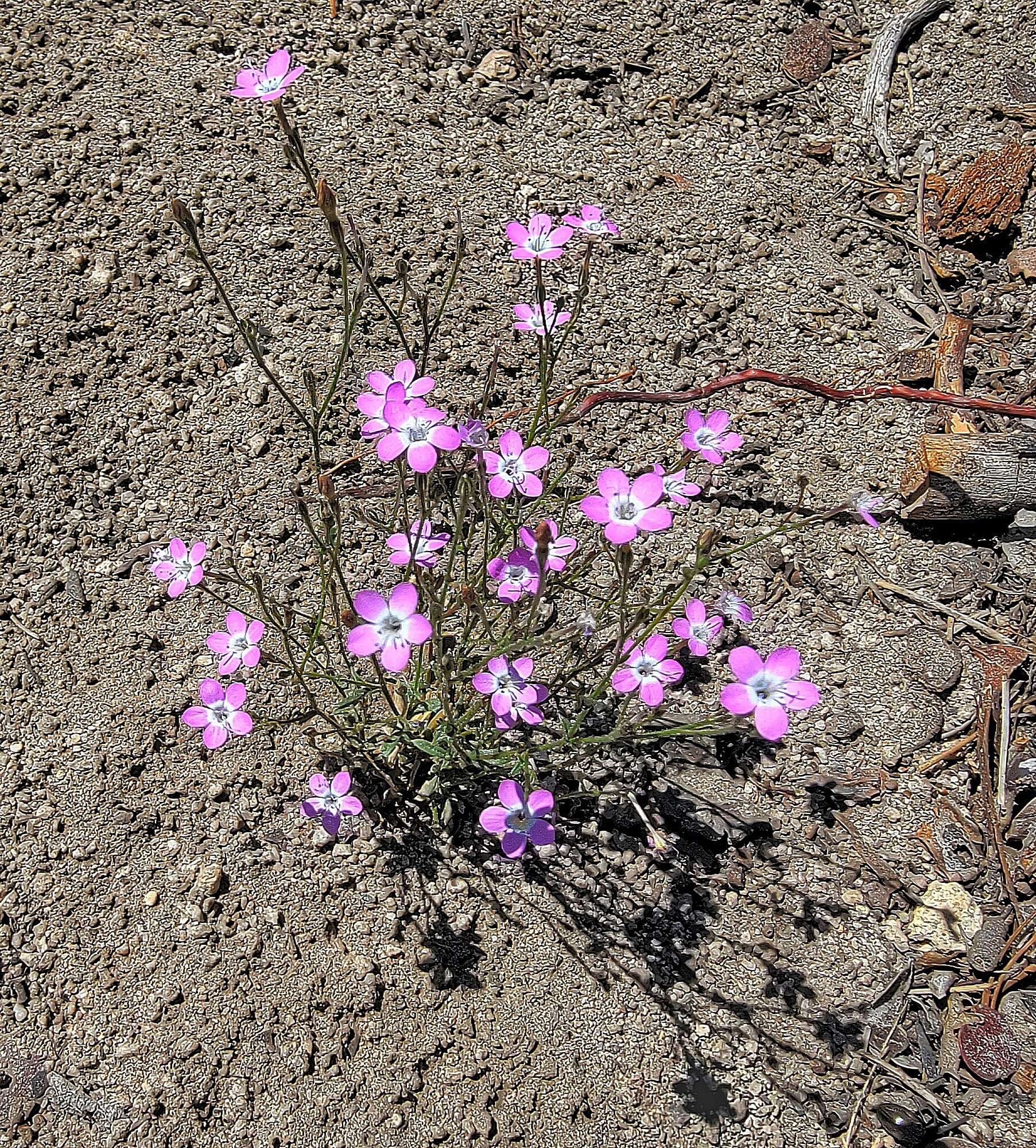 Image of fineflower gilia