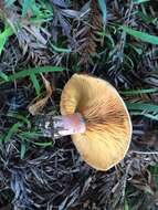 Image of Lactarius deliciosus (L.) Gray