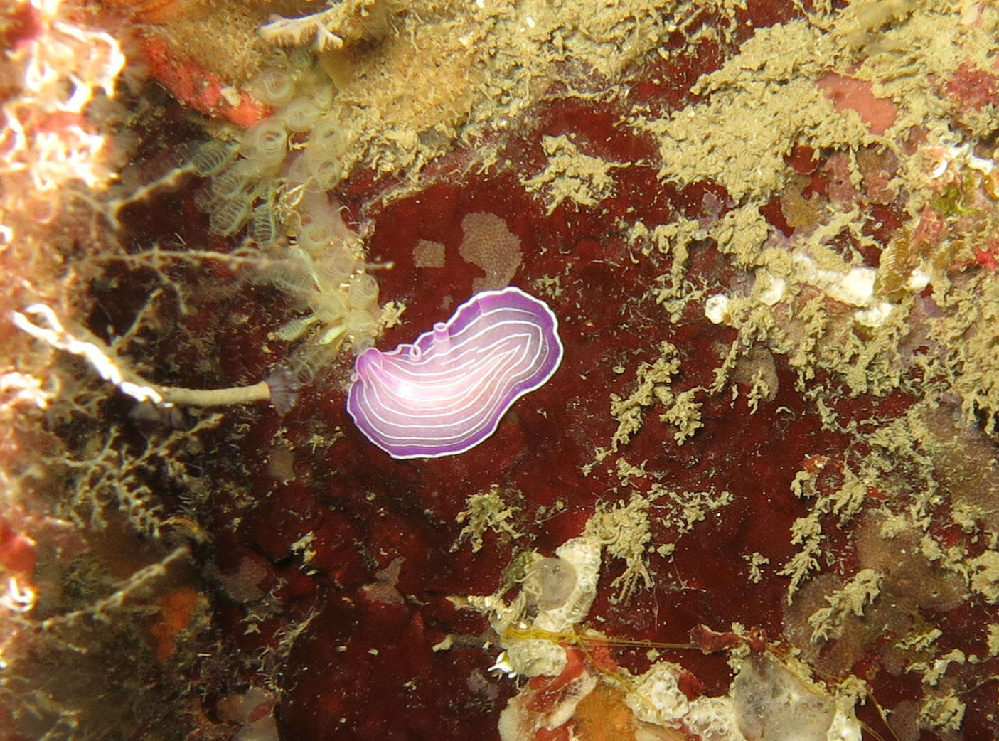 Image of pink flatworm