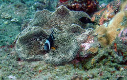 Amphiprion chrysogaster Cuvier 1830 resmi