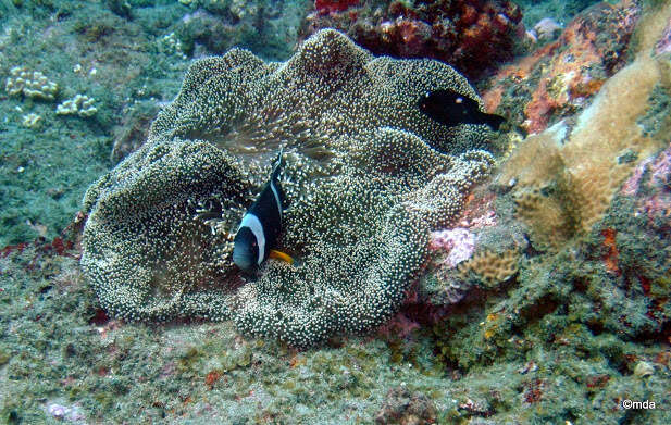 Amphiprion chrysogaster Cuvier 1830 resmi