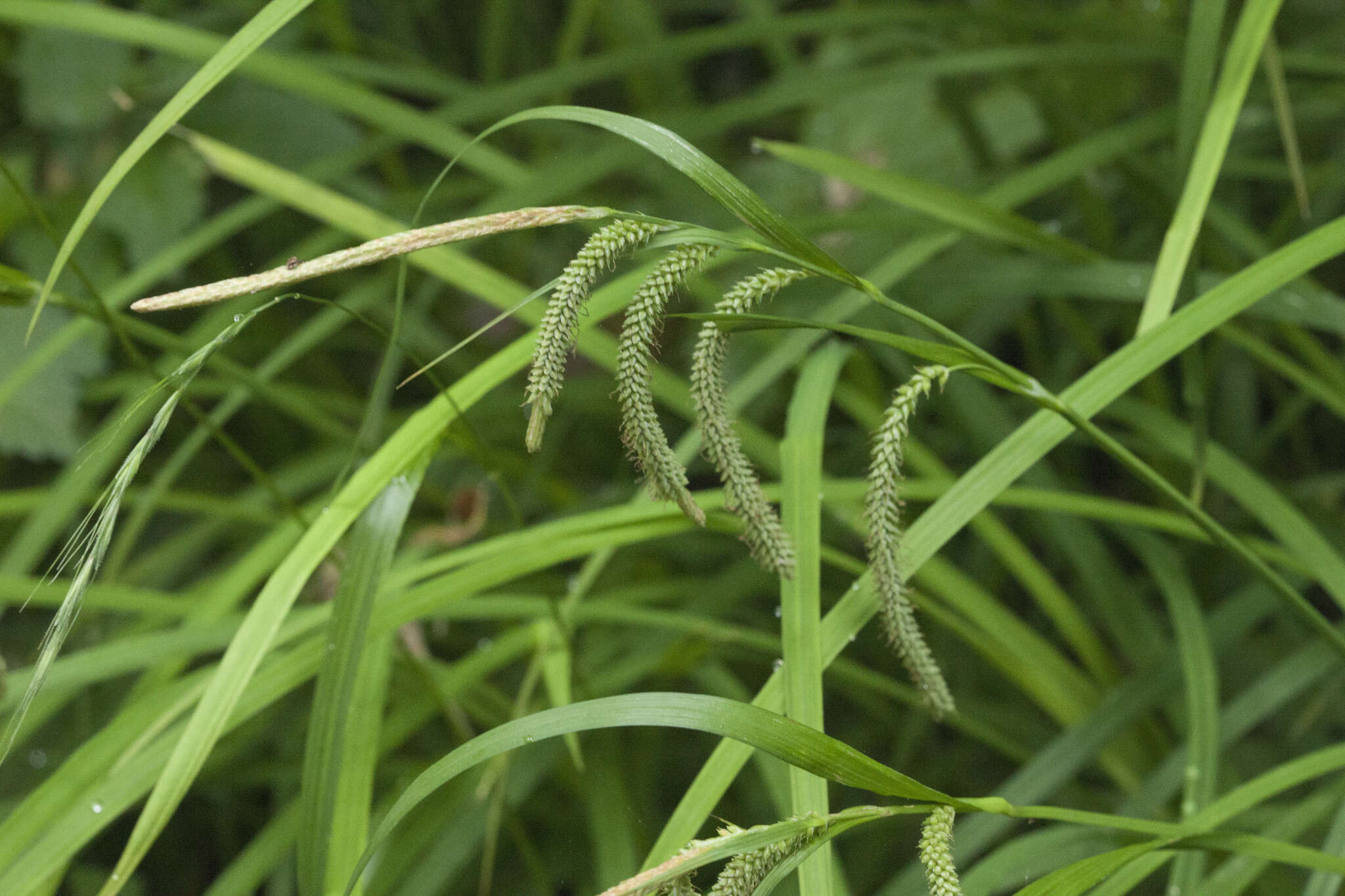 Image of Carex jaluensis Kom.