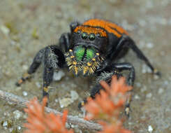 Image of Phidippus apacheanus Chamberlin & Gertsch 1929