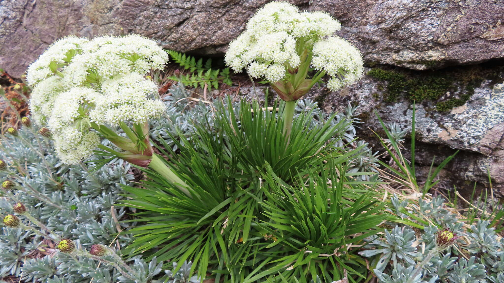 Image of Aciphylla congesta Cheeseman