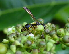 Sivun Gribodia confluenta (Smith 1857) kuva