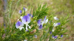 Psoralea filifolia Eckl. & Zeyh.的圖片