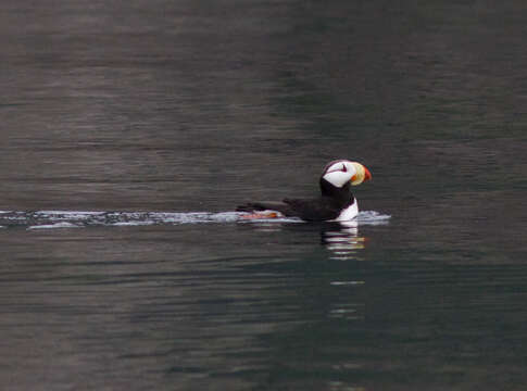 Image of Horned Puffin