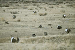 Image of Gunnison sage-grouse; greater sage-grouse