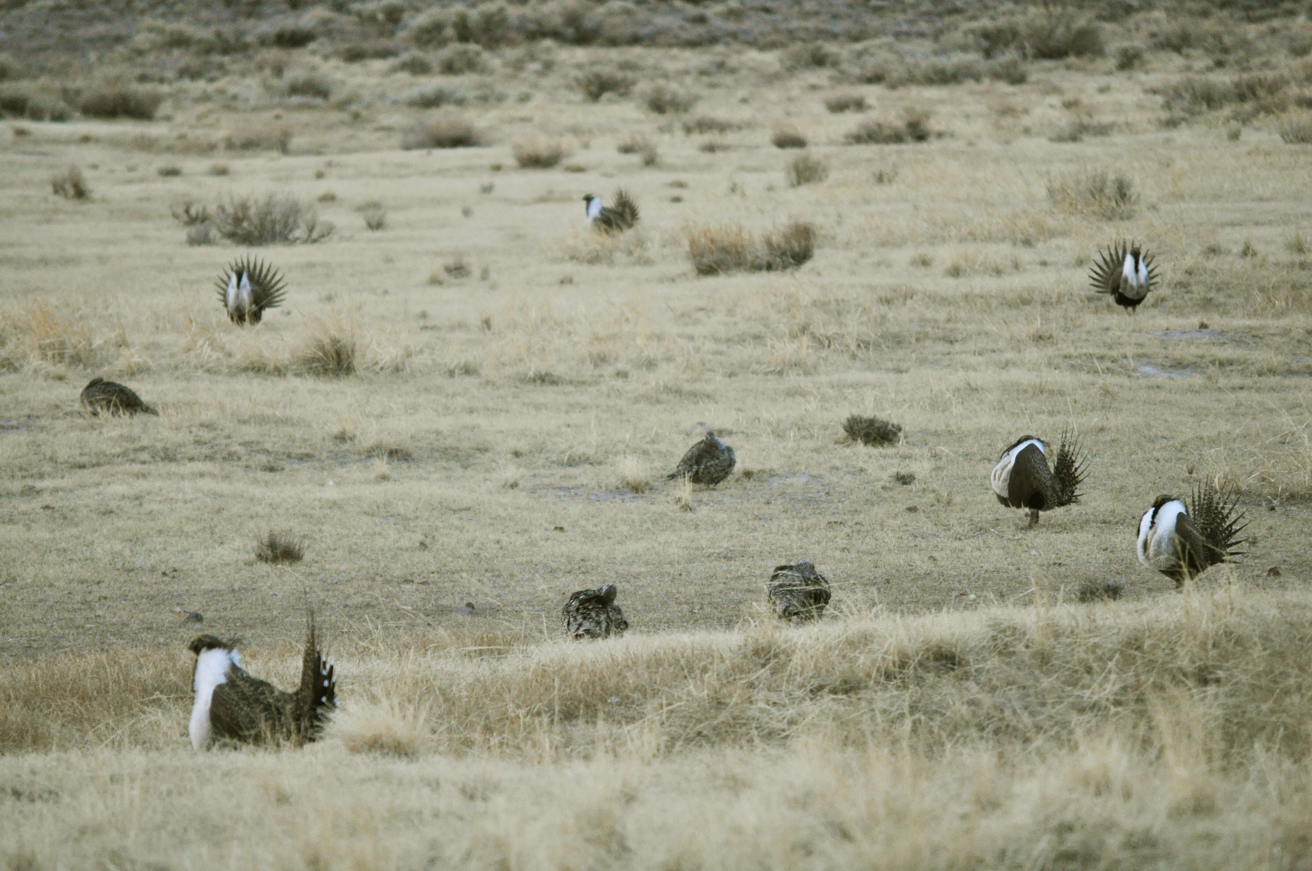 Image of Gunnison sage-grouse; greater sage-grouse