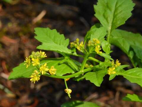 Image de Rorippa palustris subsp. hispida (Desv.) Jonsell