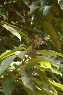 Image of Meliosma simplicifolia subsp. pungens (Walp.) van Beusekom