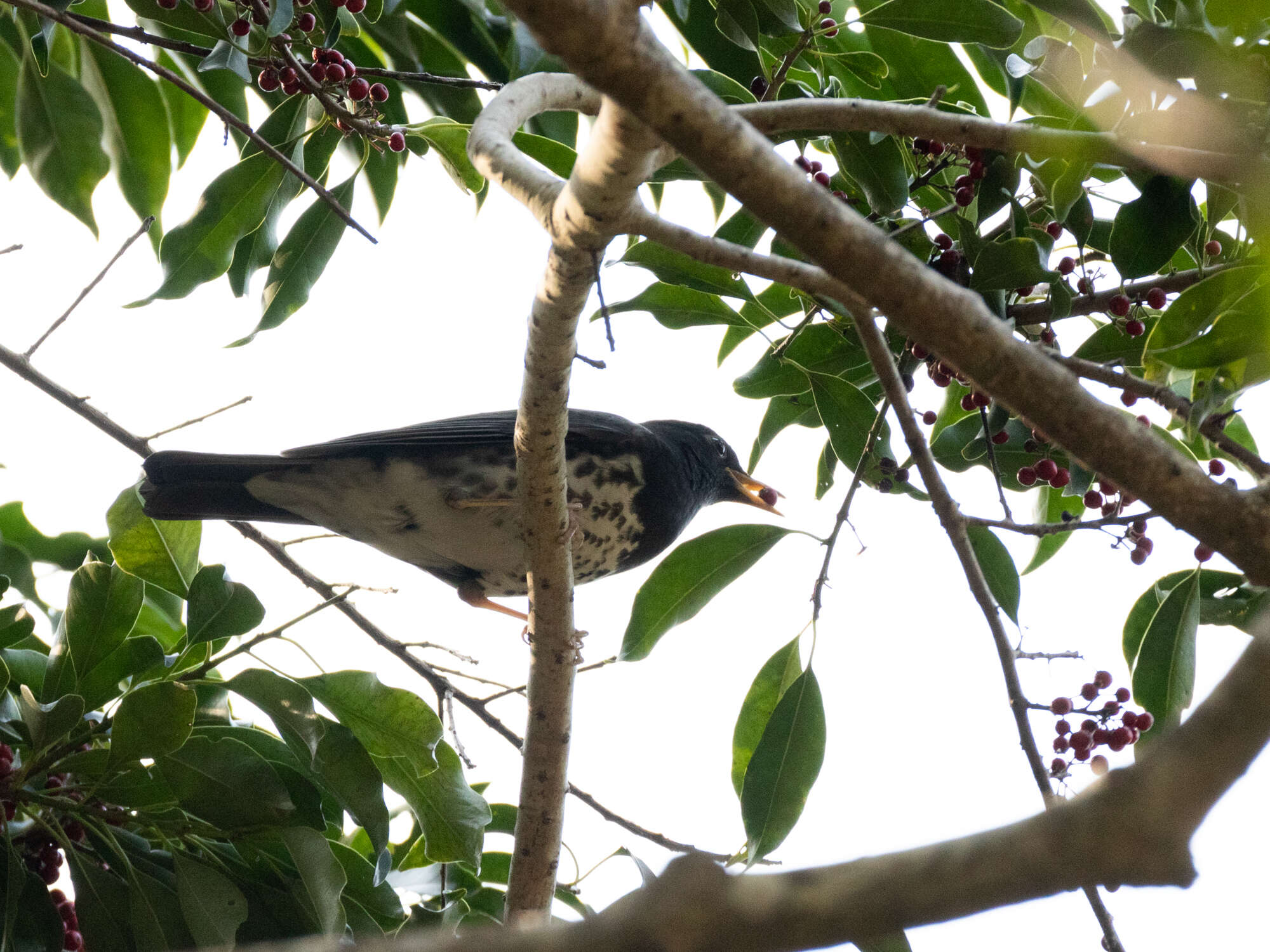 Image of Janpanese Thrush