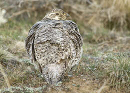 Image of Gunnison sage-grouse; greater sage-grouse