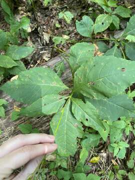 Image of broadleaf tickseed