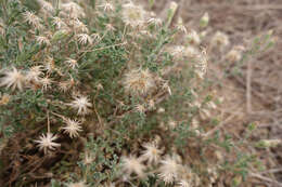 Image of Vittadinia dissecta (Benth.) N. Burb.