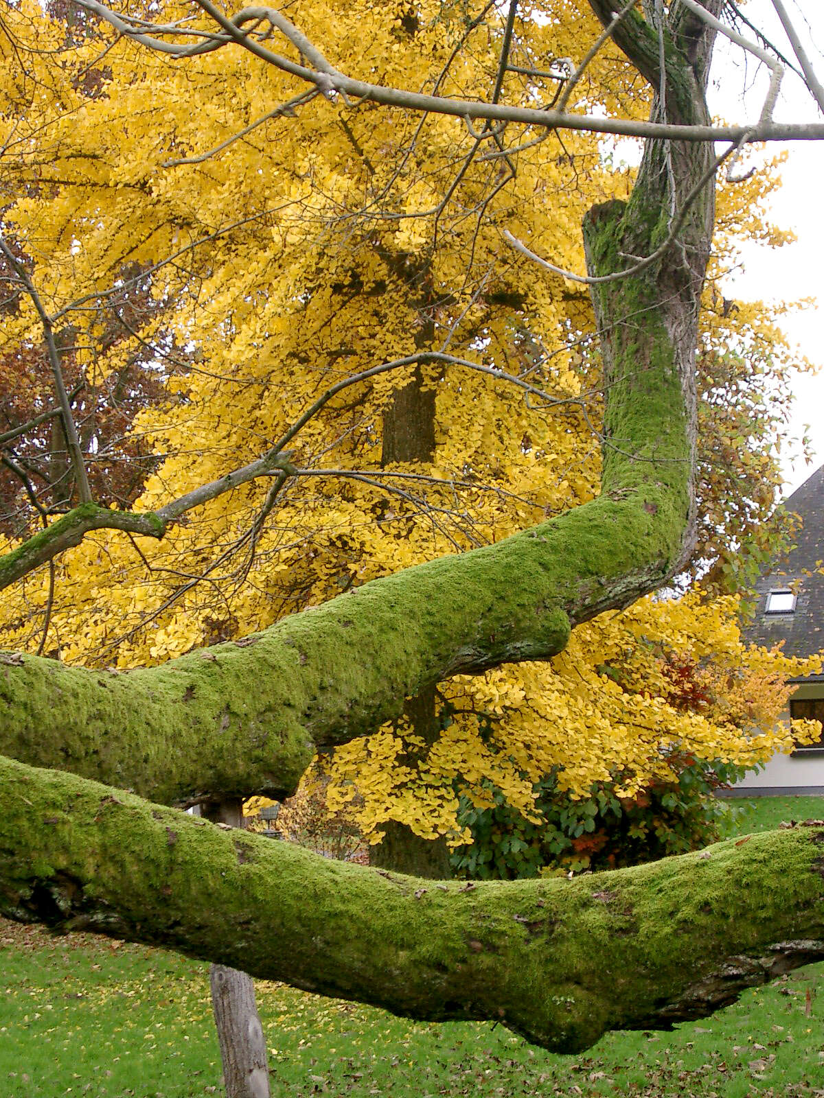 Image of Ginkgoopsida