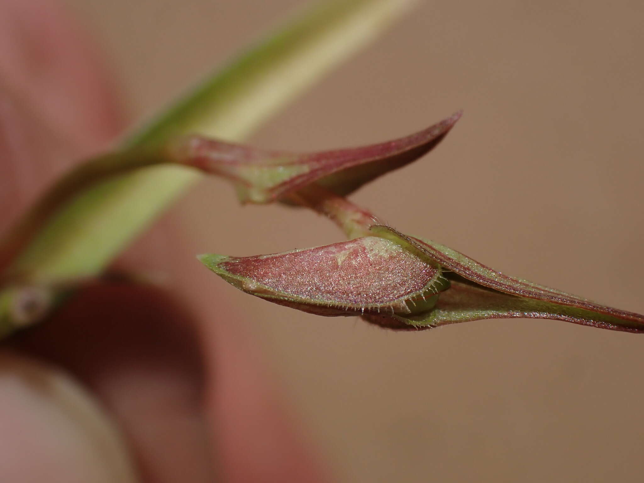 Image de Commelina subulata Roth