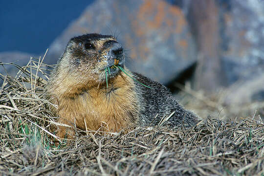 Image of Marmota subgen. Petromarmota Steppan et al. 1999