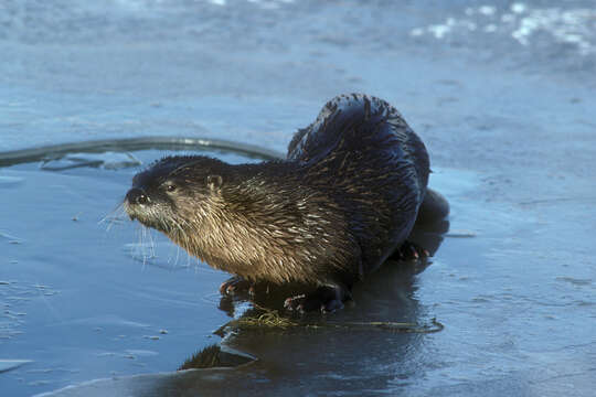 Image of Otter sp.