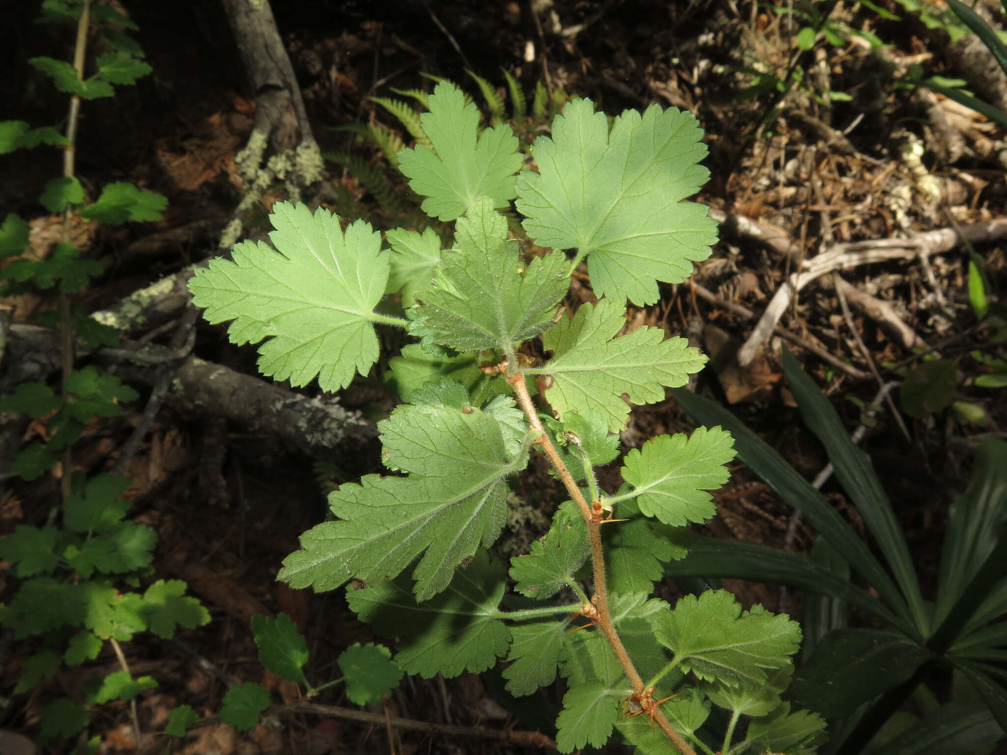 Image of Santa Cruz gooseberry