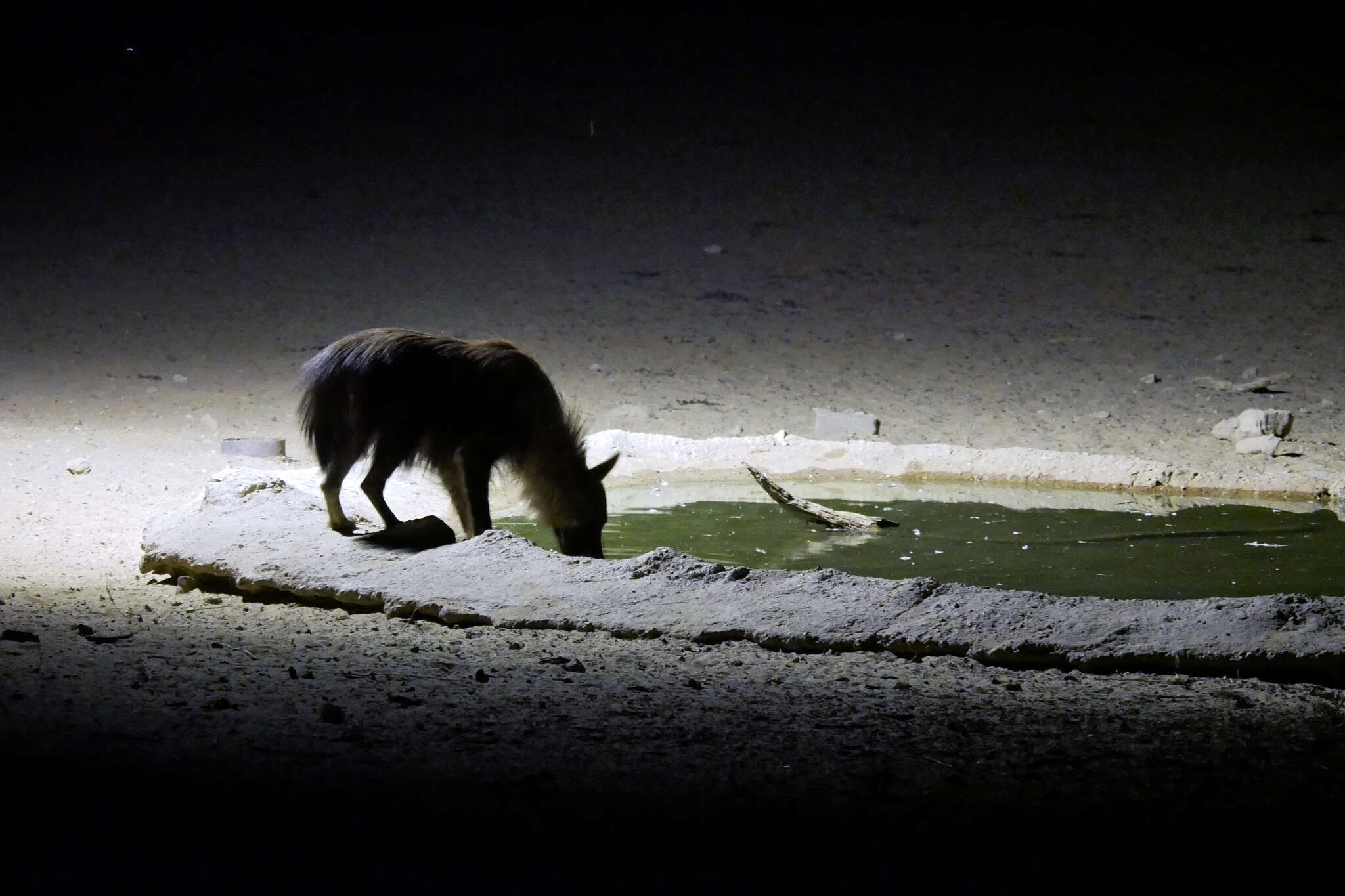 Image of Brown Hyena -- Brown Hyaena