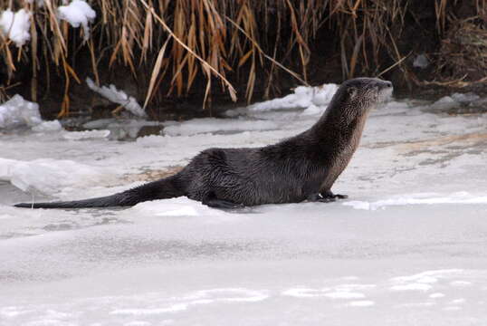 Image of Otter sp.