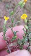 Image of stiffleaf scratchdaisy