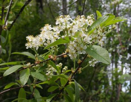 Imagem de Prunus emarginata var. mollis (Dougl.) Brewer